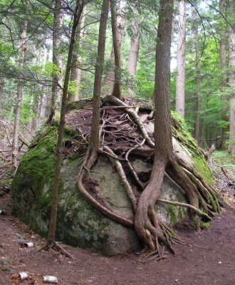 Tree roots and rock