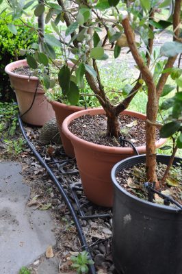 automatic watering, pots