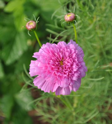 Cosmos, Rose Bon Bon