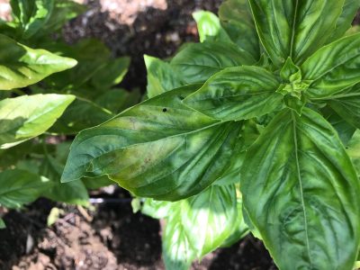 Basil downy mildew, lf upper