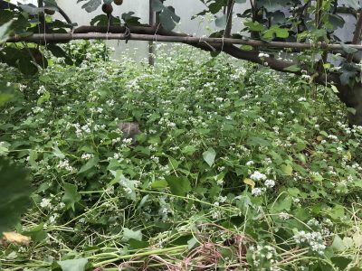 Buckwheat growing in greenhouse