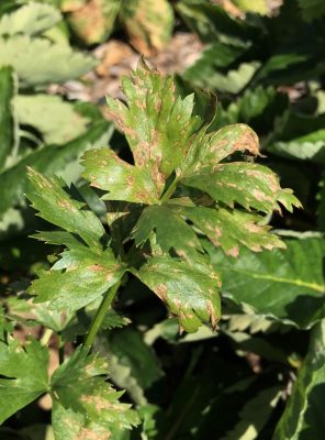 Celery bacterial blight