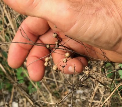 Cilantro seeds