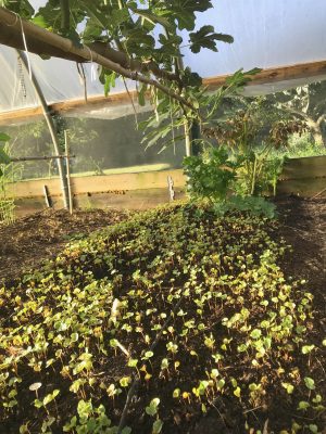 Buckwheat sprouting in greenhouse