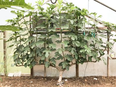 Fig espalier