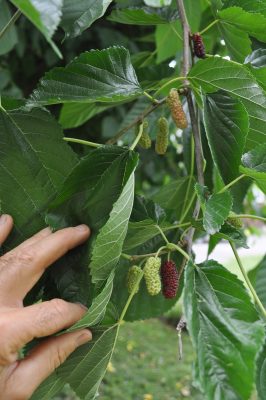 Illinois Everbearing mulberry fruit