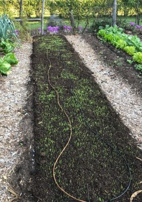 Oat cover crop sprouting