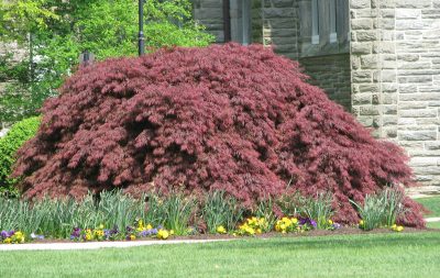 Japanese maple