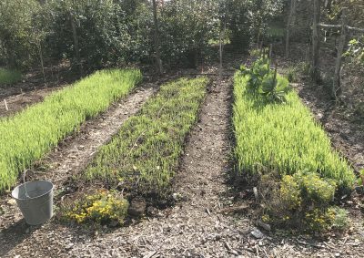 Cover crop, 3 beds with cabbage