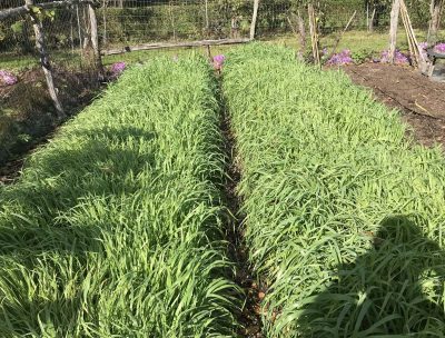 Cover crops, 2 beds