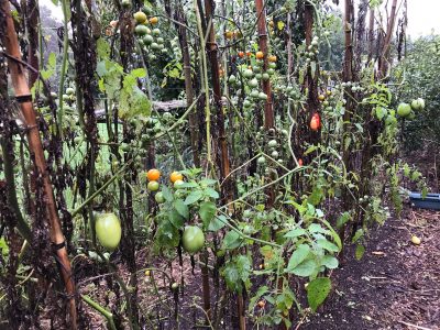 Diseased tomatoes