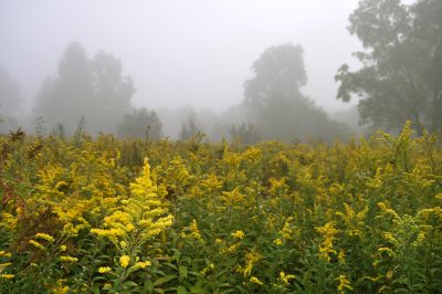 Goldenrod in the morning