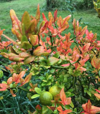 Fall color of hardy orange