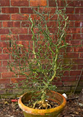 Bare stems of hardy orange