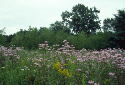 Meadow with monarda