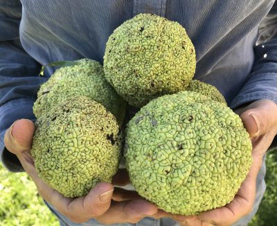 Osage orange fruits