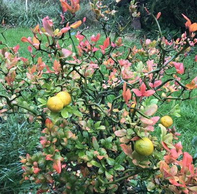 Hardy oranges ripening