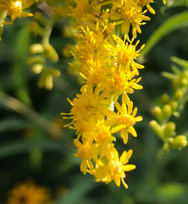Close up of goldenrod flower