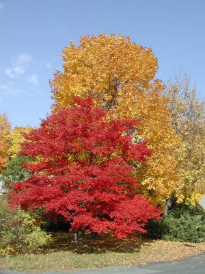 OLYMPUJapanese and sugar maples