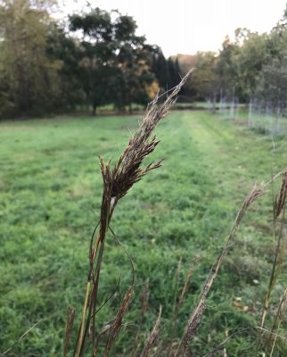 Andrapogon, big bluestem seed head