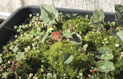 Cyclamen herodifolium, small tuber