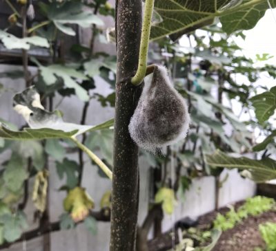 Figs rotting in greenhouse