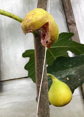 Splitting fig