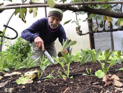 Planting greenhouse lettuce