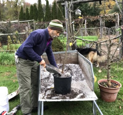 Adding new potting soil to pot