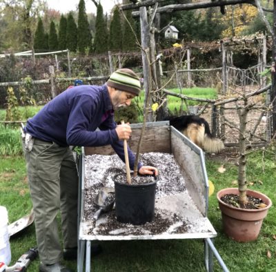 Packing new soil in around root ball