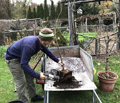 Slicing root ball