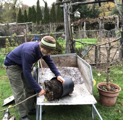 Sliding root ball out of pot