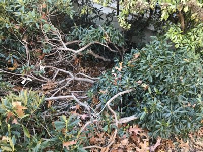 Close up of mystery shrub stems