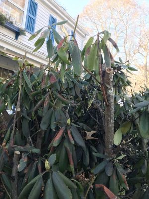 My brother's pruned rhododendron