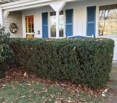 My brother's yew hedge