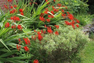 Crocosmia and daphne