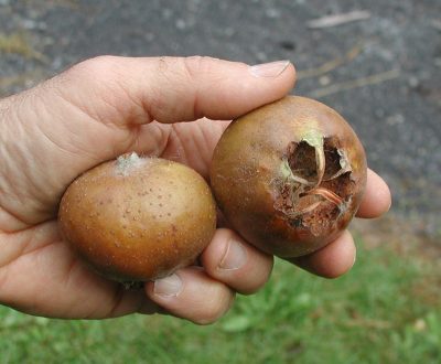 Medlar fruit in hand