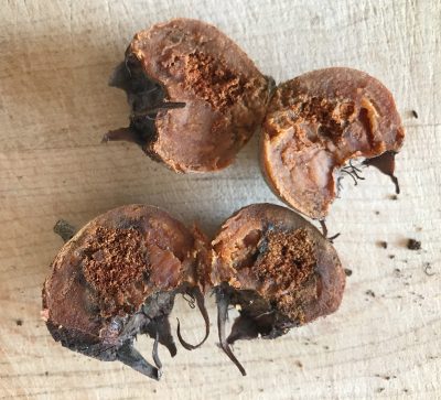 Medlar pest damage