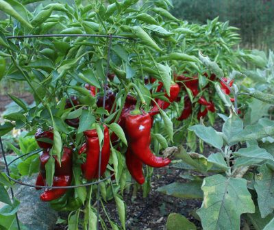 peppers in garden