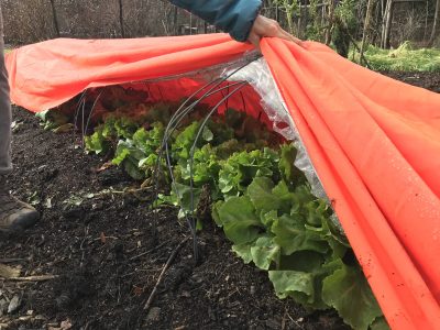 Tunnel with covers, Dec, endive revealed