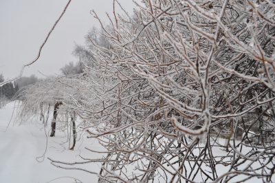 Kiwivines covered with ice