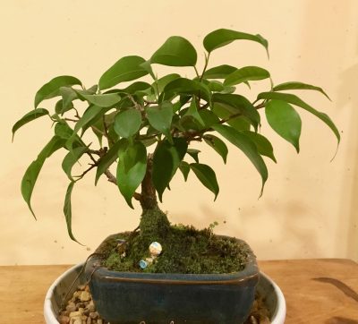 Bonsai fig