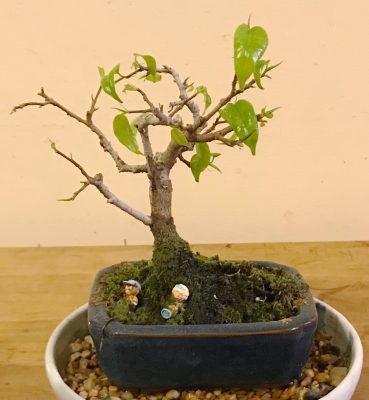 Bonsai, fig, '18, new leaves