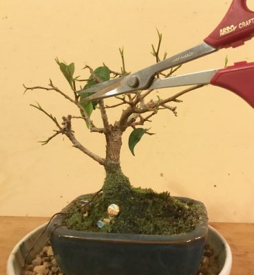 Bonsai, fig, clipping leaves, '18