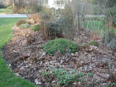 Mulched garden bed