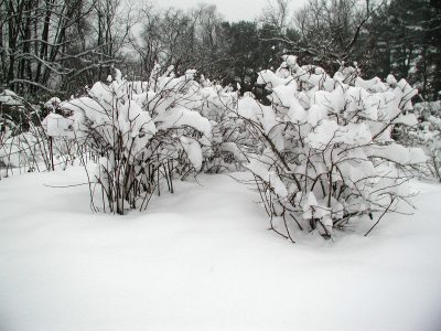 Blueberries and snow