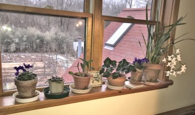 Houseplants at bedroom window
