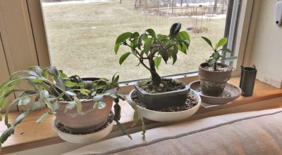Houseplants at living room window