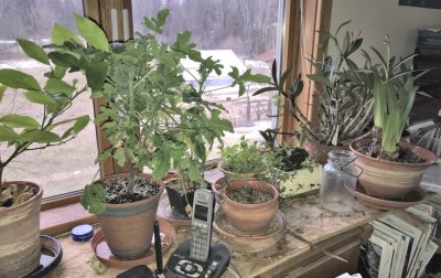 Houseplants, office window