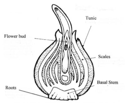 Bulb cross-section diagram